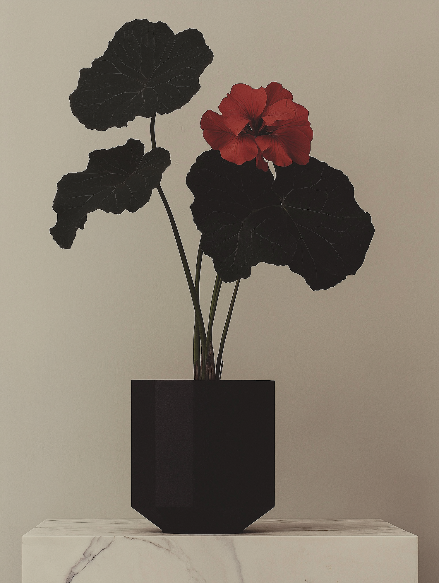 Striking Red Flower in Black Pot