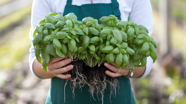 Person Holding Fresh Basil