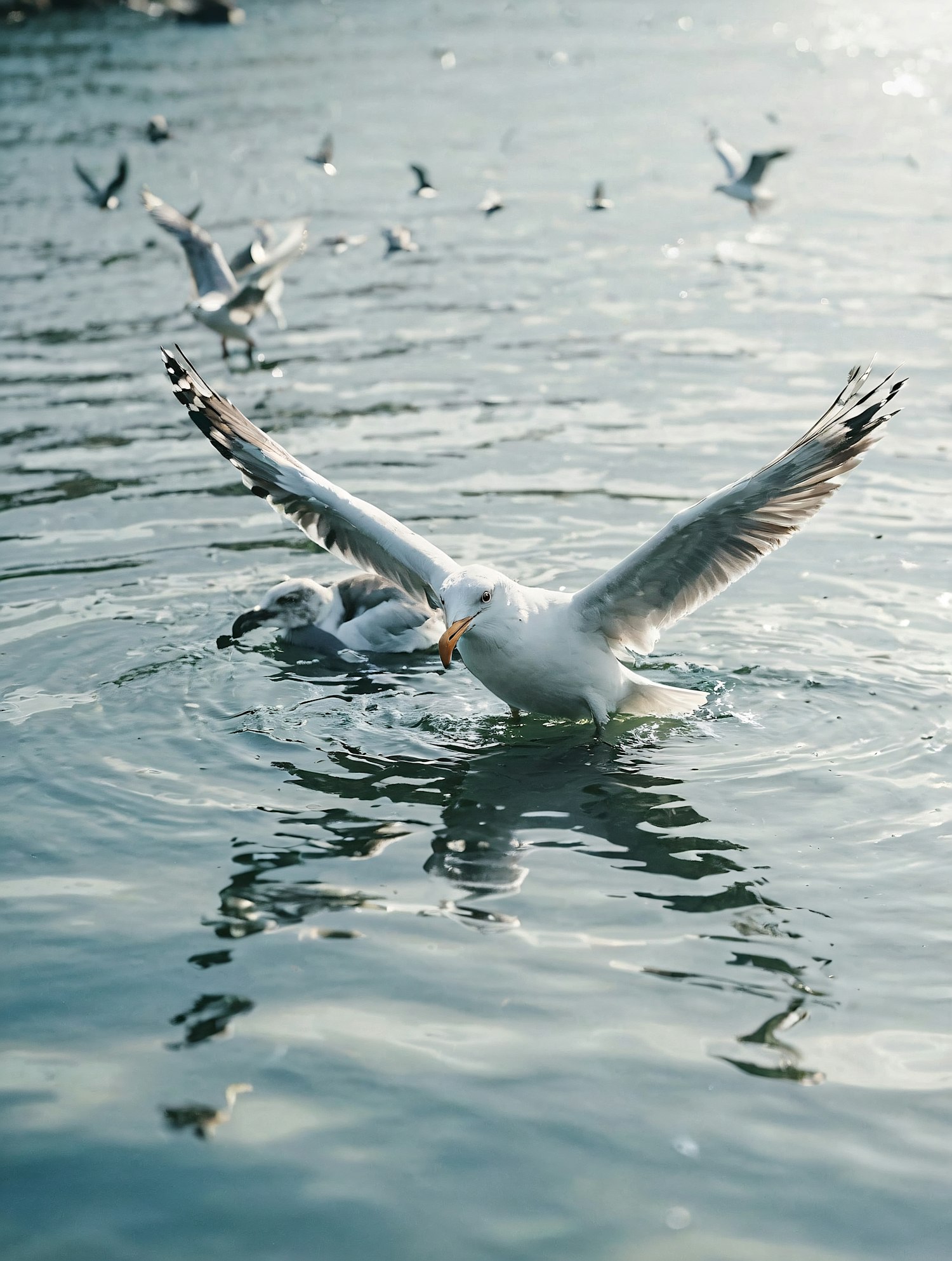 Seagulls in Harmony