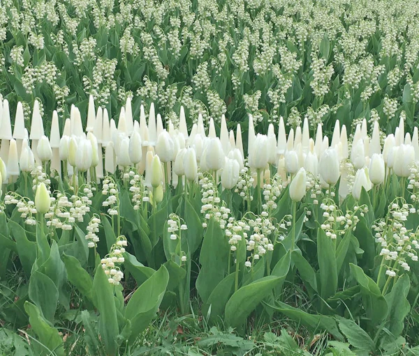 Serene White Tulip Field