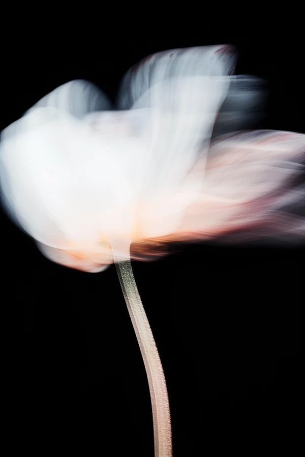 Blurred Flower Art