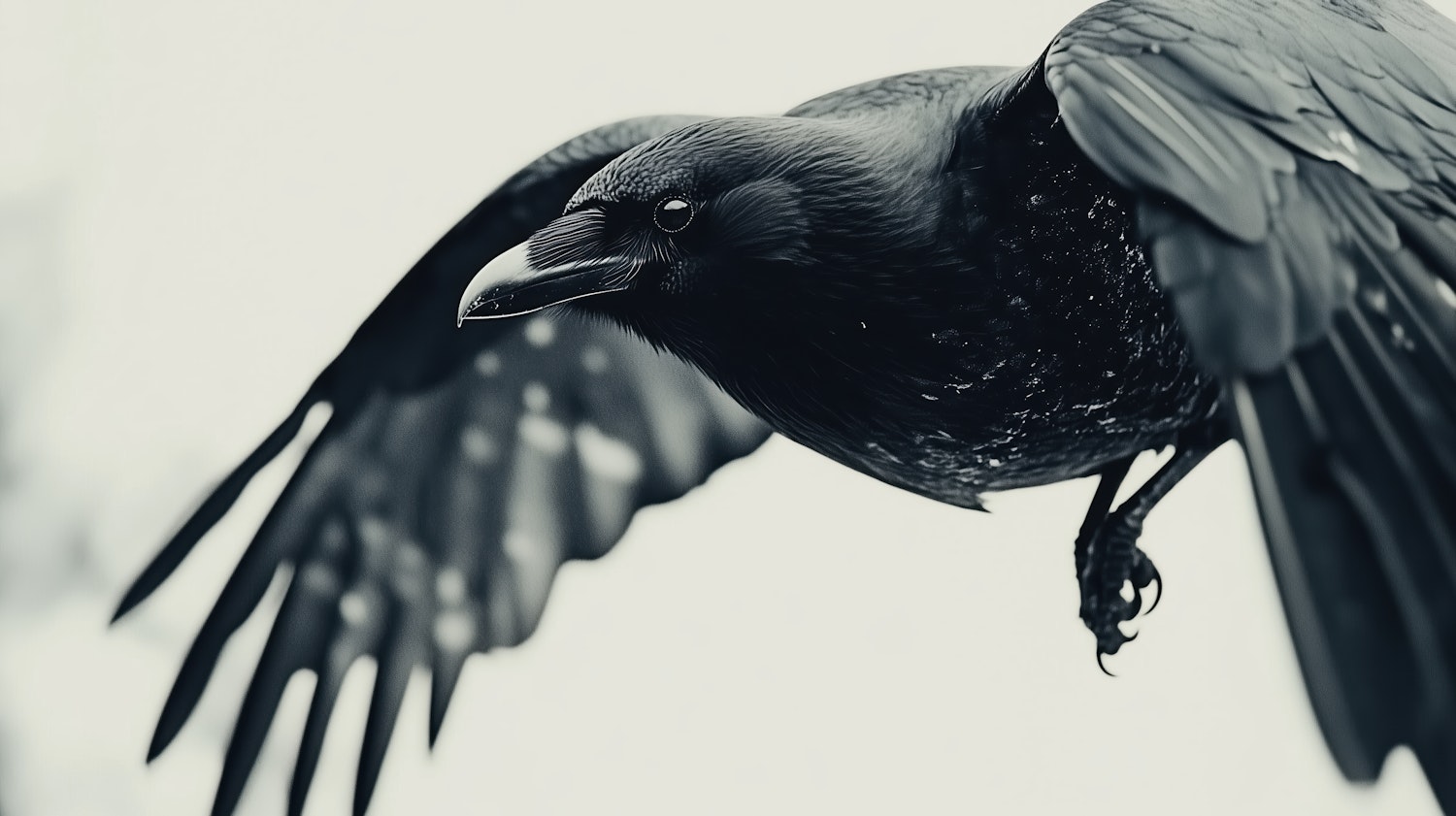 Magpie Puns