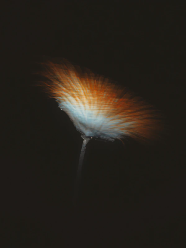 Ethereal Dandelion Glow