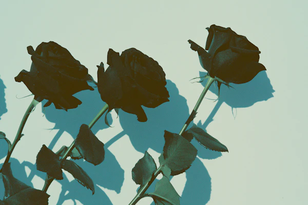 Black Roses on Green