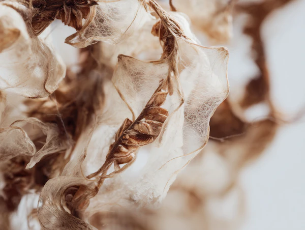 Dried Plant Textures
