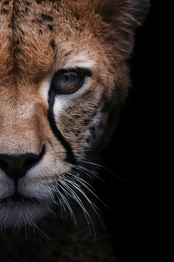 Cheetah's Intense Gaze