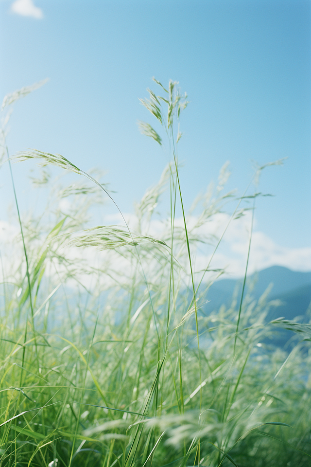 Serenity in Sway: The Dance of Grass on a Clear Blue Day