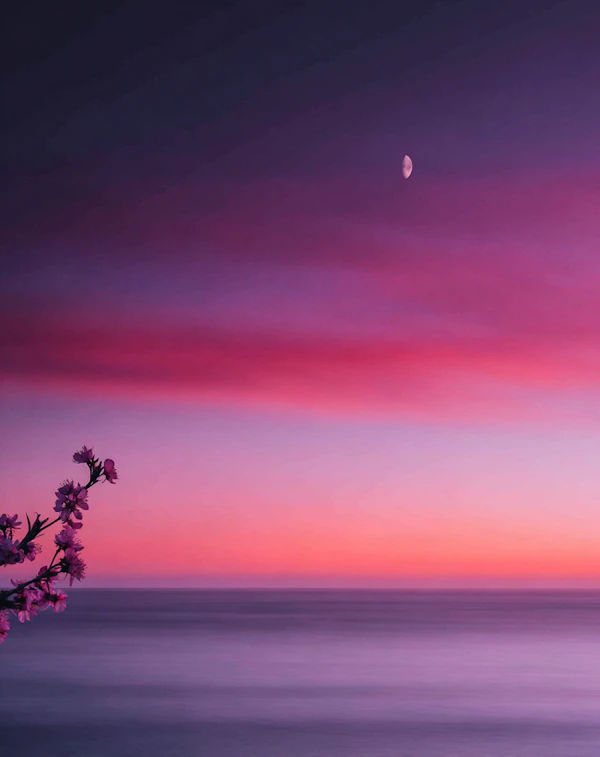 Twilight Blossom Scene