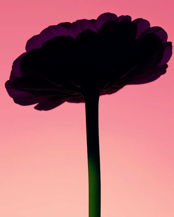 Silhouette Flower Art