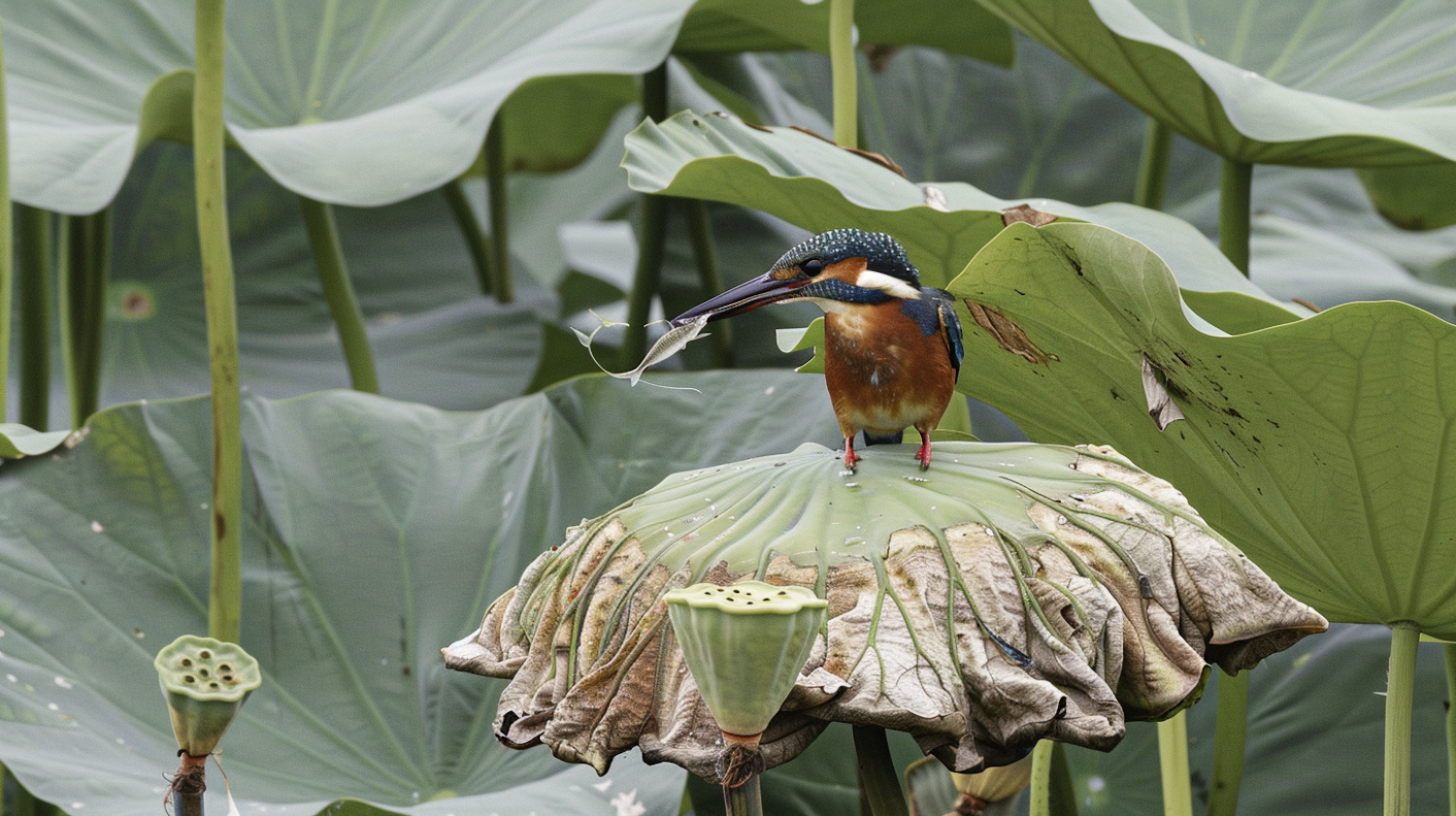 Kingfisher on Lotus Leaf