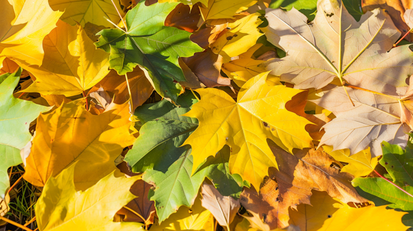 Autumn Leaves Tapestry