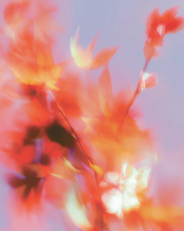 Autumn Leaves Abstract