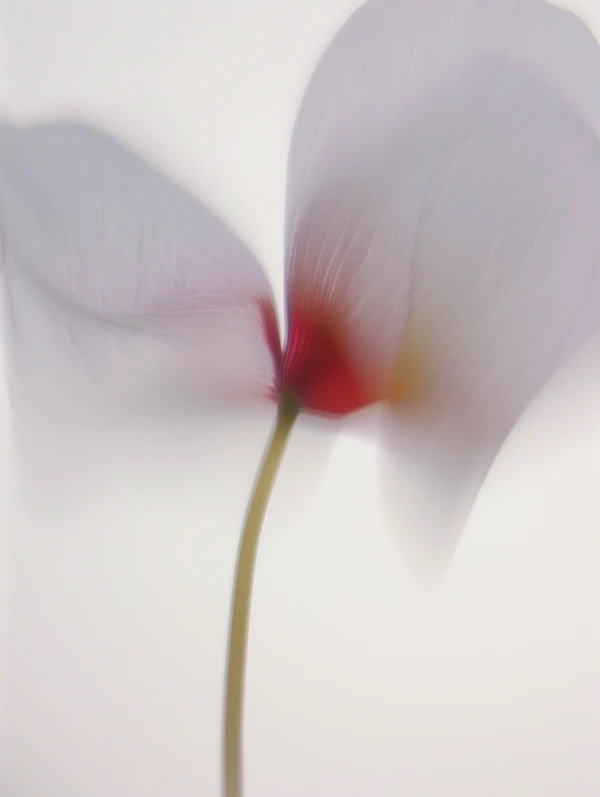 Soft Focus Flower
