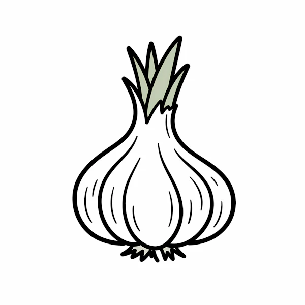 Garlic Bulb Illustration