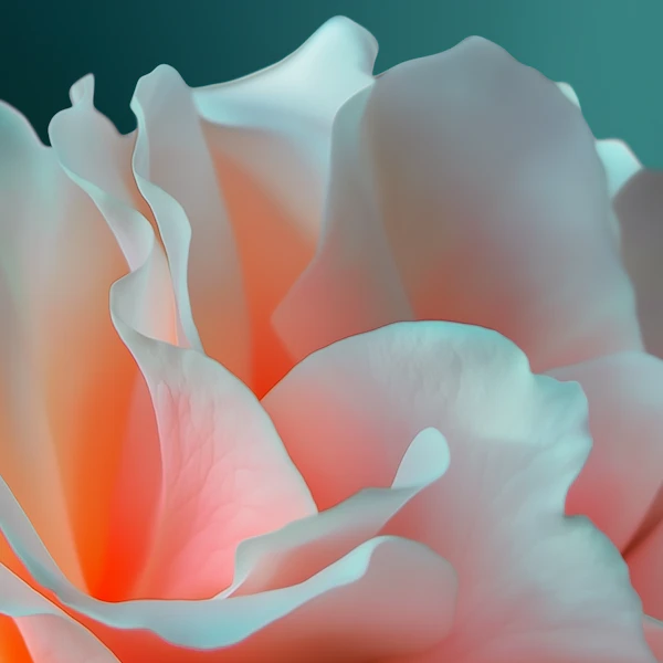 Delicate Rose Close-Up