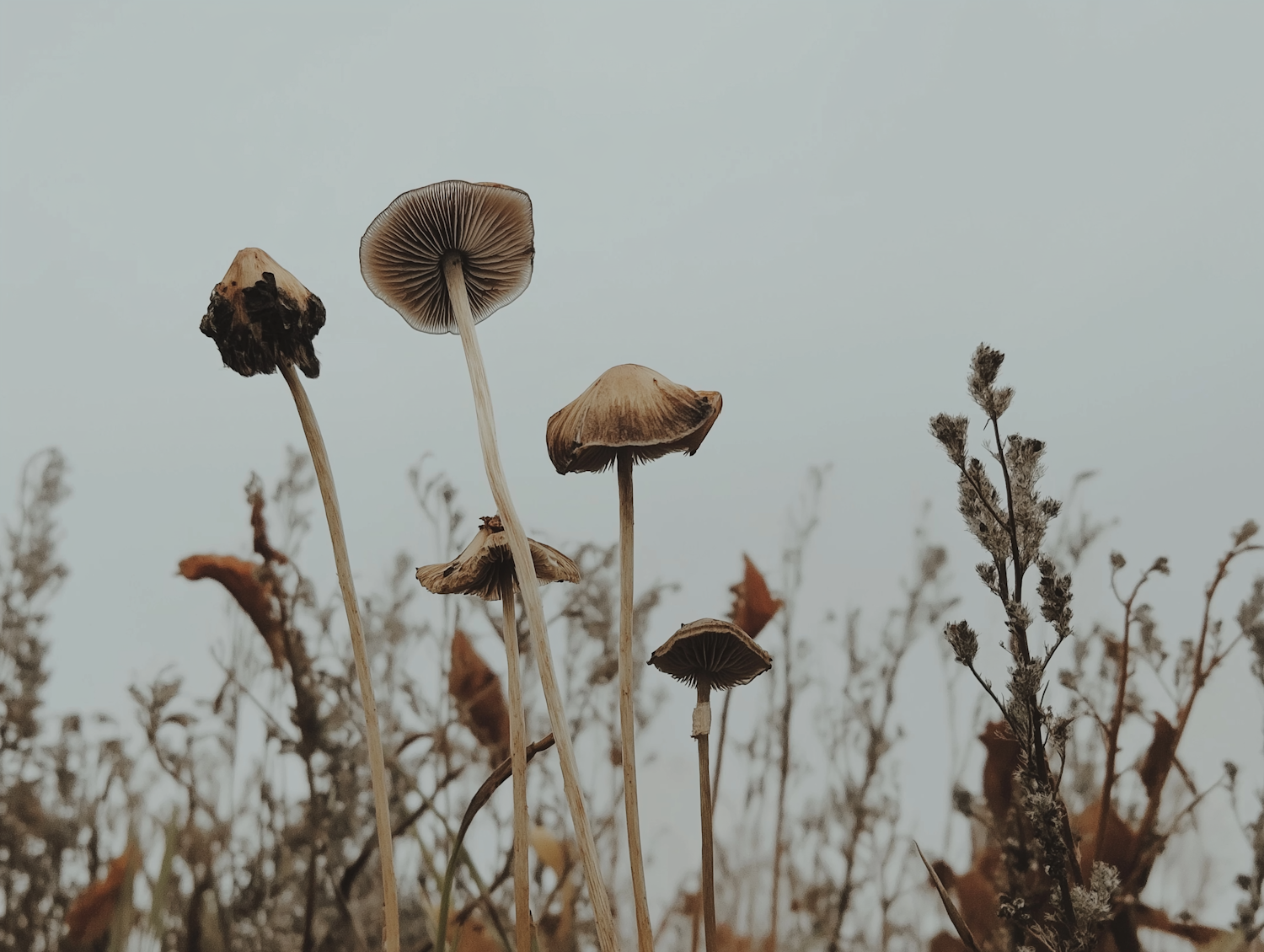 Mushrooms in Wild Field