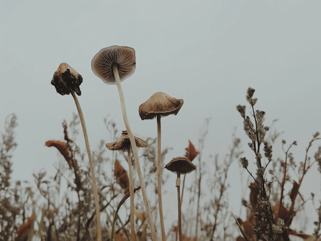 Mushrooms in Wild Field